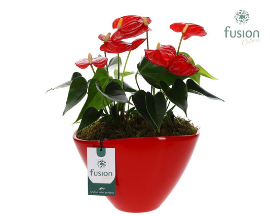 Pot keramiek ovaal Large met Anthurium arrangement 35cm 23cm Pot
