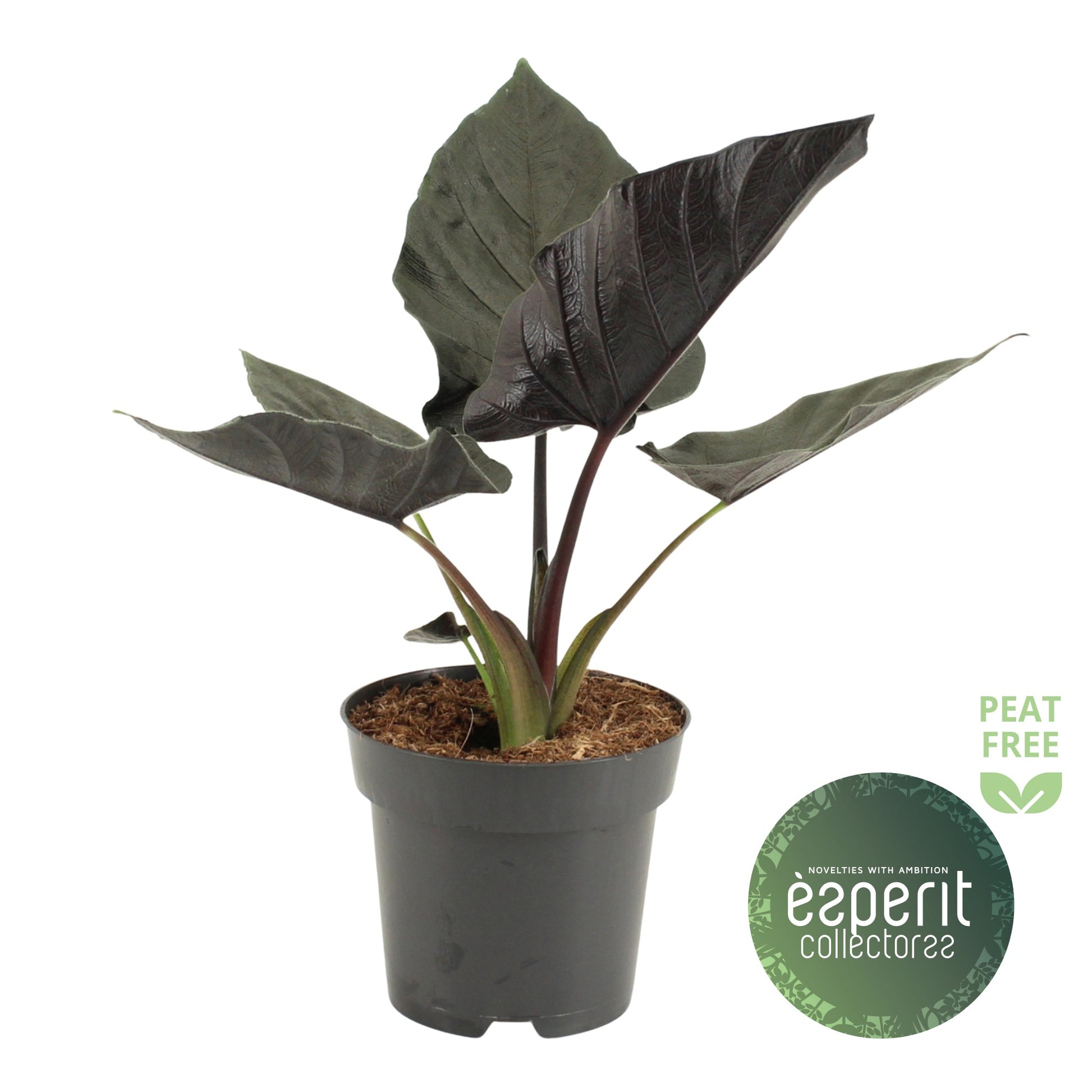 Alocasia Antoro Velvet 30cm 14cm Pot