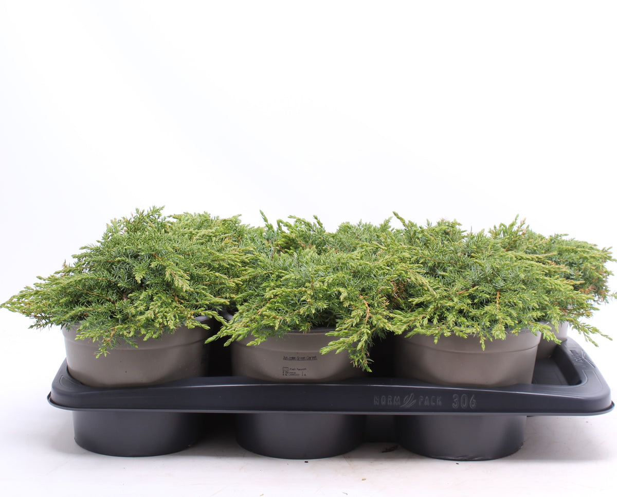 Juniperus Green Carpet 30cm 17cm Pot