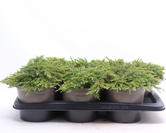 Juniperus Green Carpet 30cm 17cm Pot