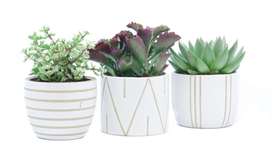 Succulent mix 22cm 12cm Pot