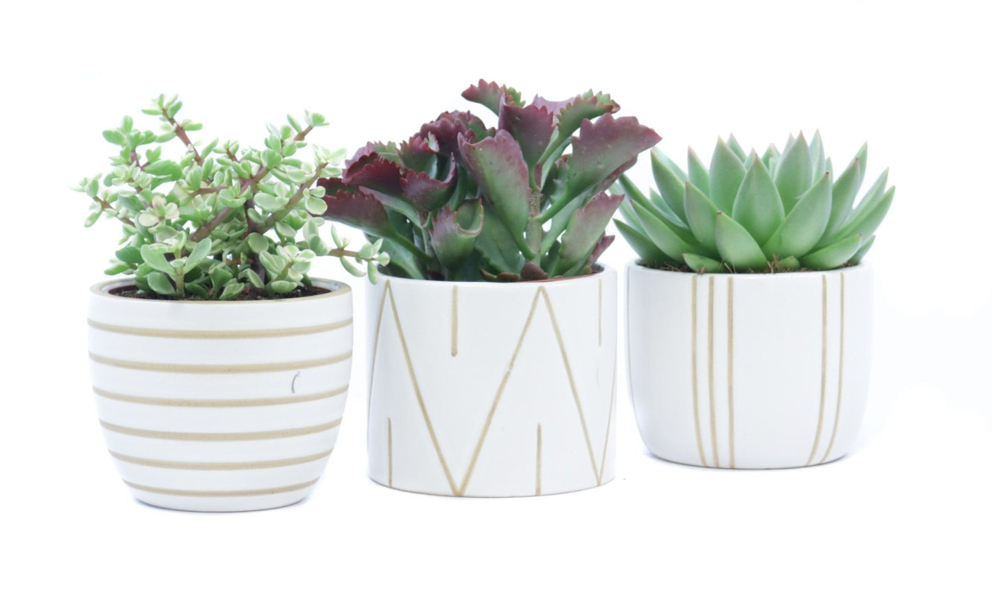 Succulent mix 22cm 12cm Pot