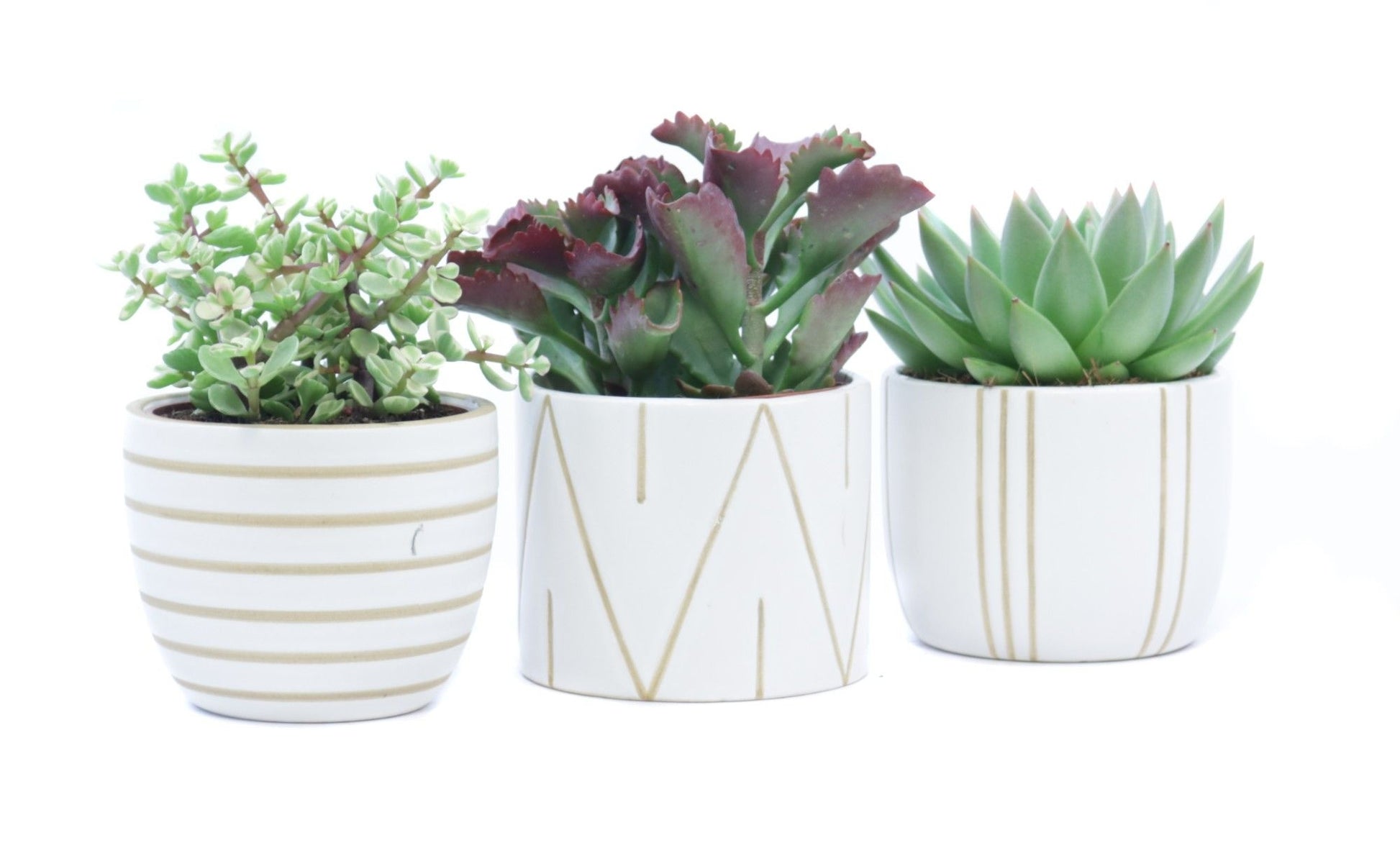 Succulent mix 22cm 12cm Pot