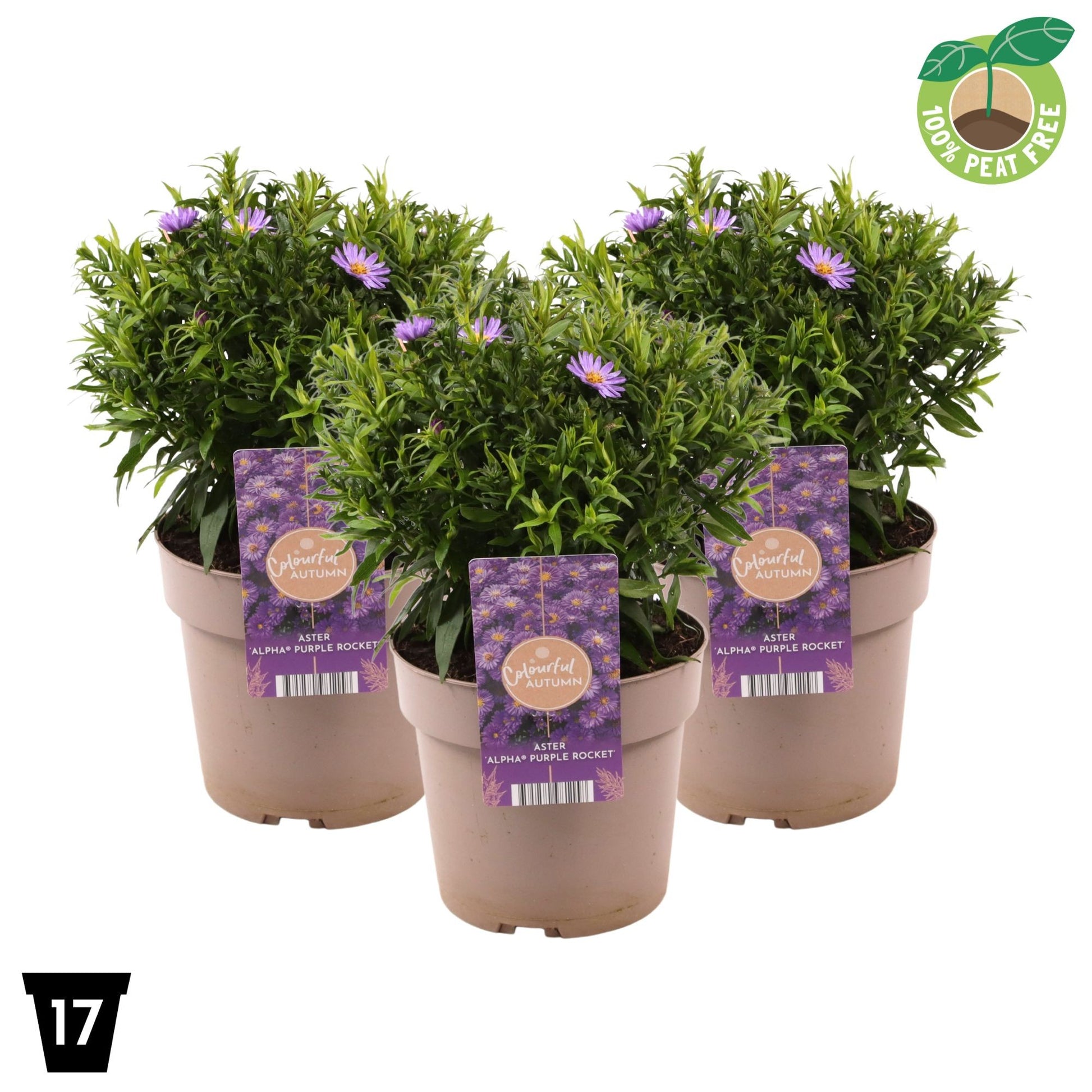 Aster Alpha Purple Rocket 30cm 17cm Pot