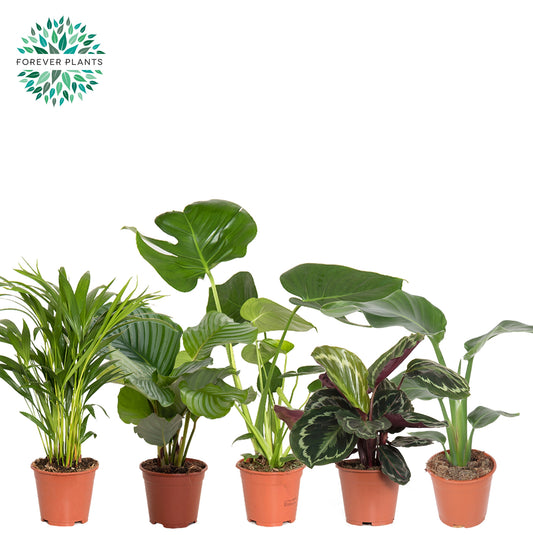 Foliage houseplants mix 612cm 14cm Pot