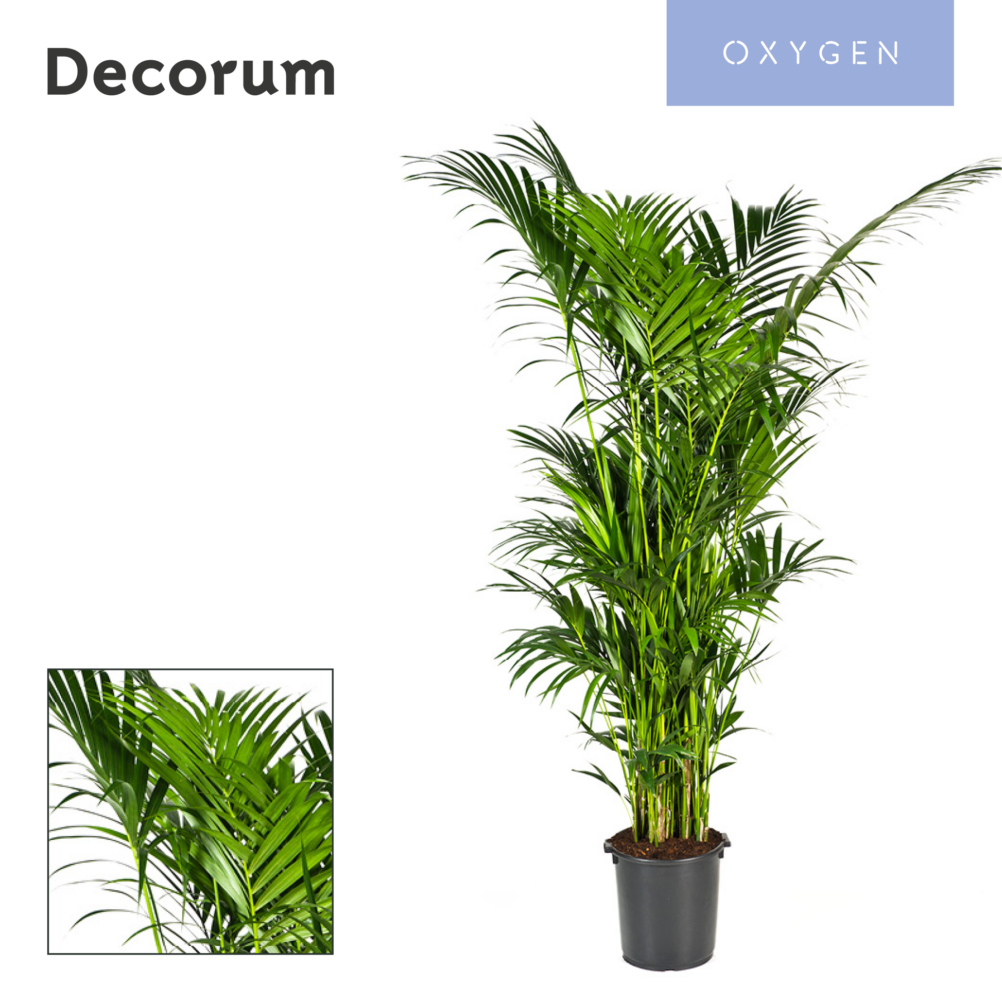 Howea forsteriana 280cm 40cm Pot