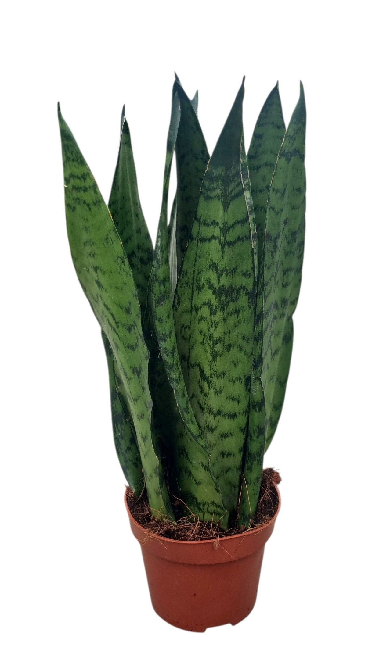 Sansevieria Zeylanica 35cm 12cm Pot