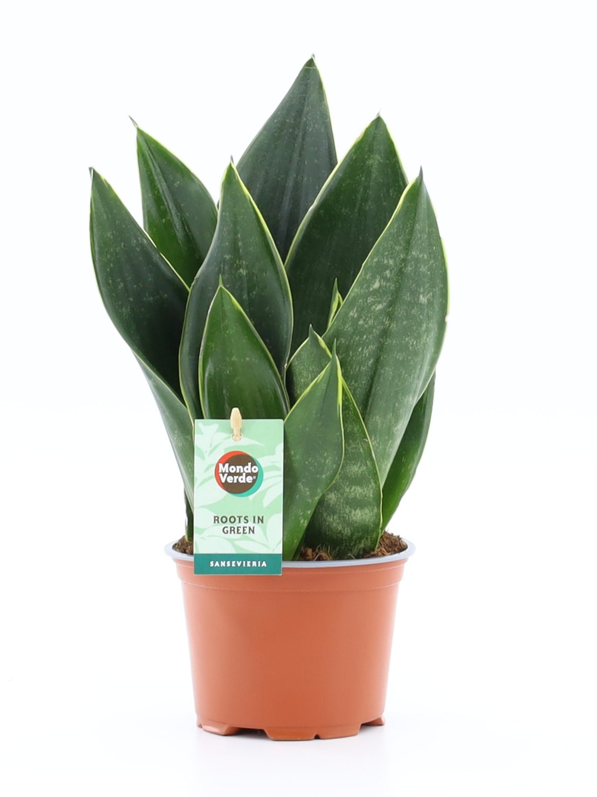 Sansevieria trifasciata 35cm 12cm Pot