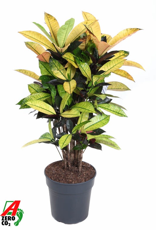 Codiaeum Mrs Iceton branched 90cm 24cm Pot