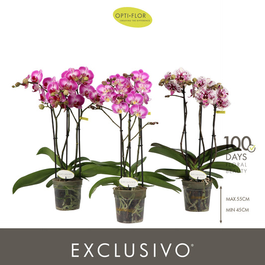 Phalaenopsis mf. Exclusivo mix 45cm 12cm Pot