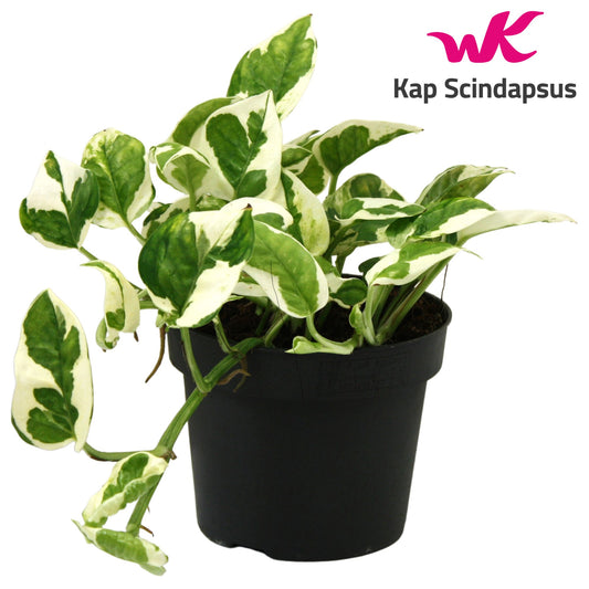 Kap Scindapsus Epipremnum pinnatum N'Joy Pack of 10