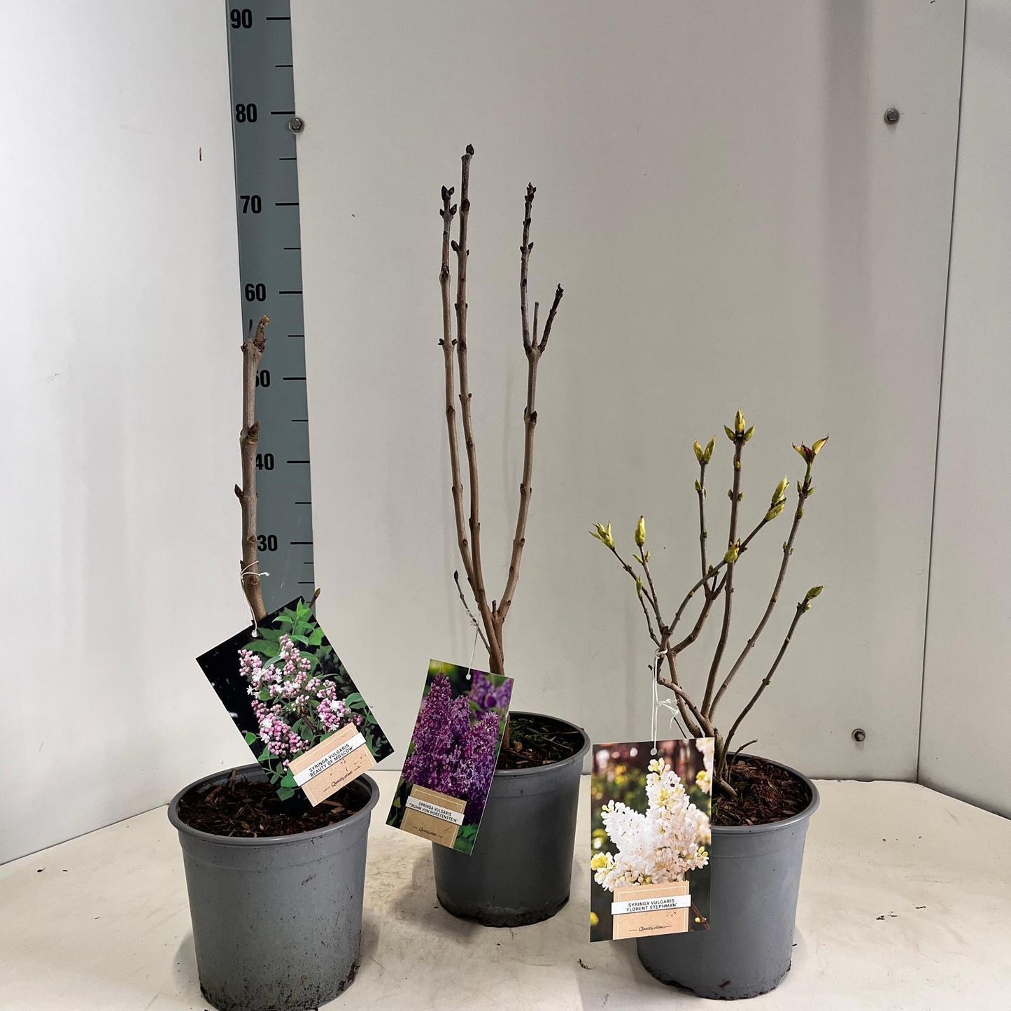 Syringa vulgaris 35cm 17cm Pot
