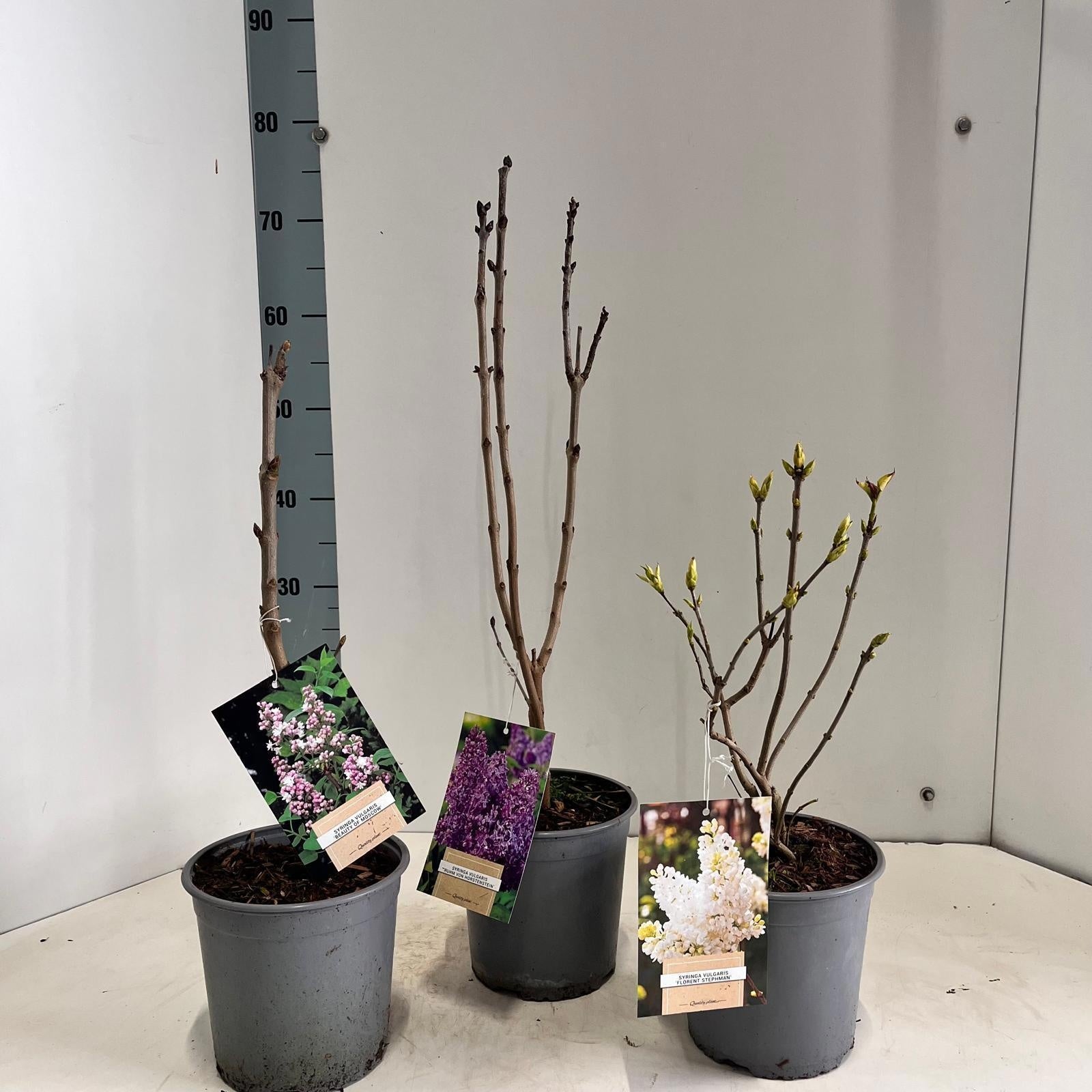 Syringa vulgaris 35cm 17cm Pot