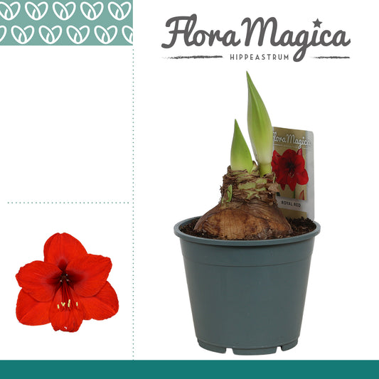 Hippeastrum 25cm 14cm Pot