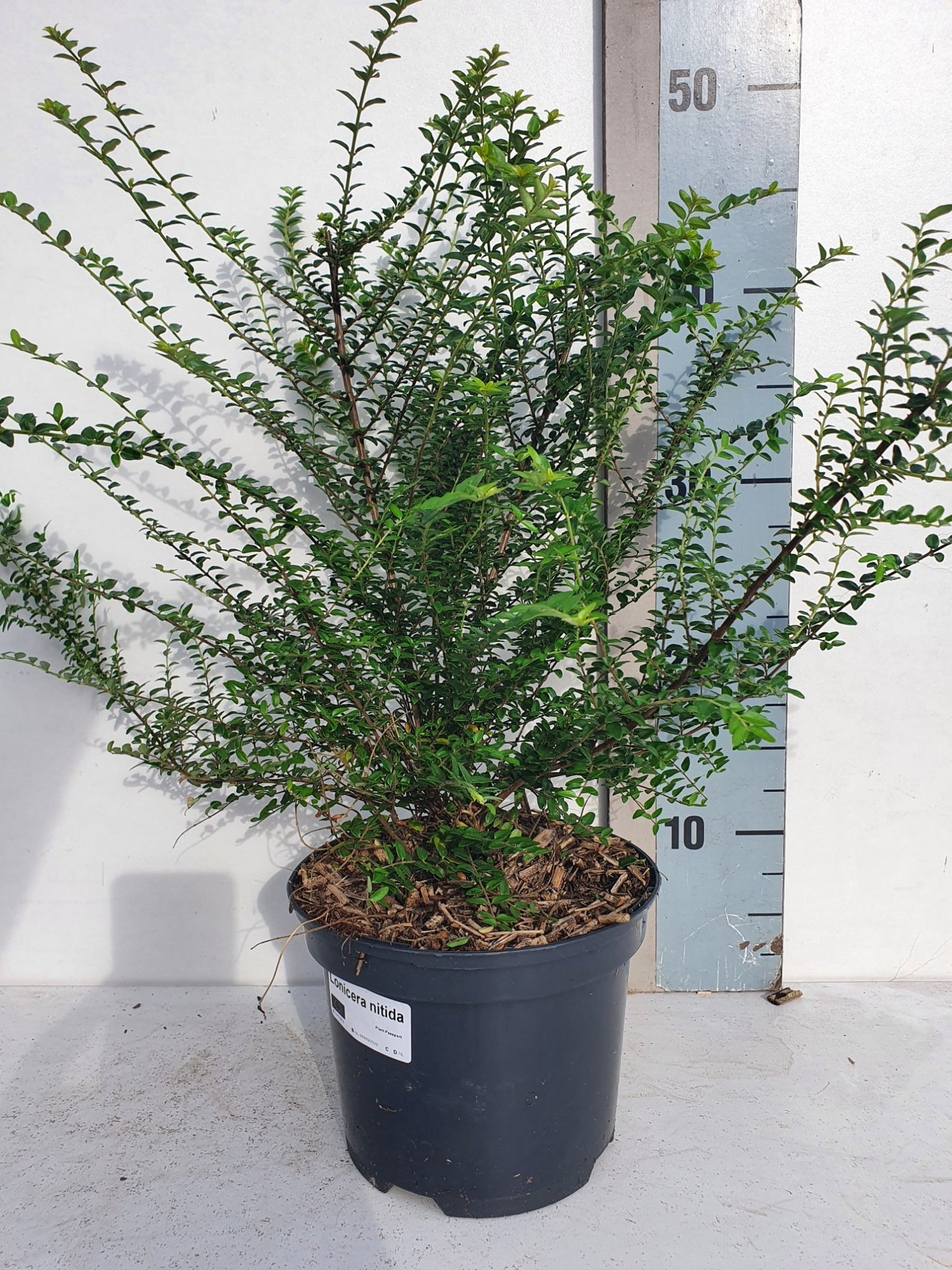 Lonicera nitida 45cm 17cm Pot