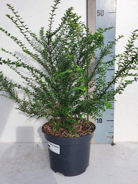 Lonicera nitida 45cm 17cm Pot