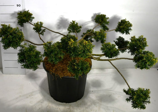 Taxus Summergold 90cm 54cm Pot