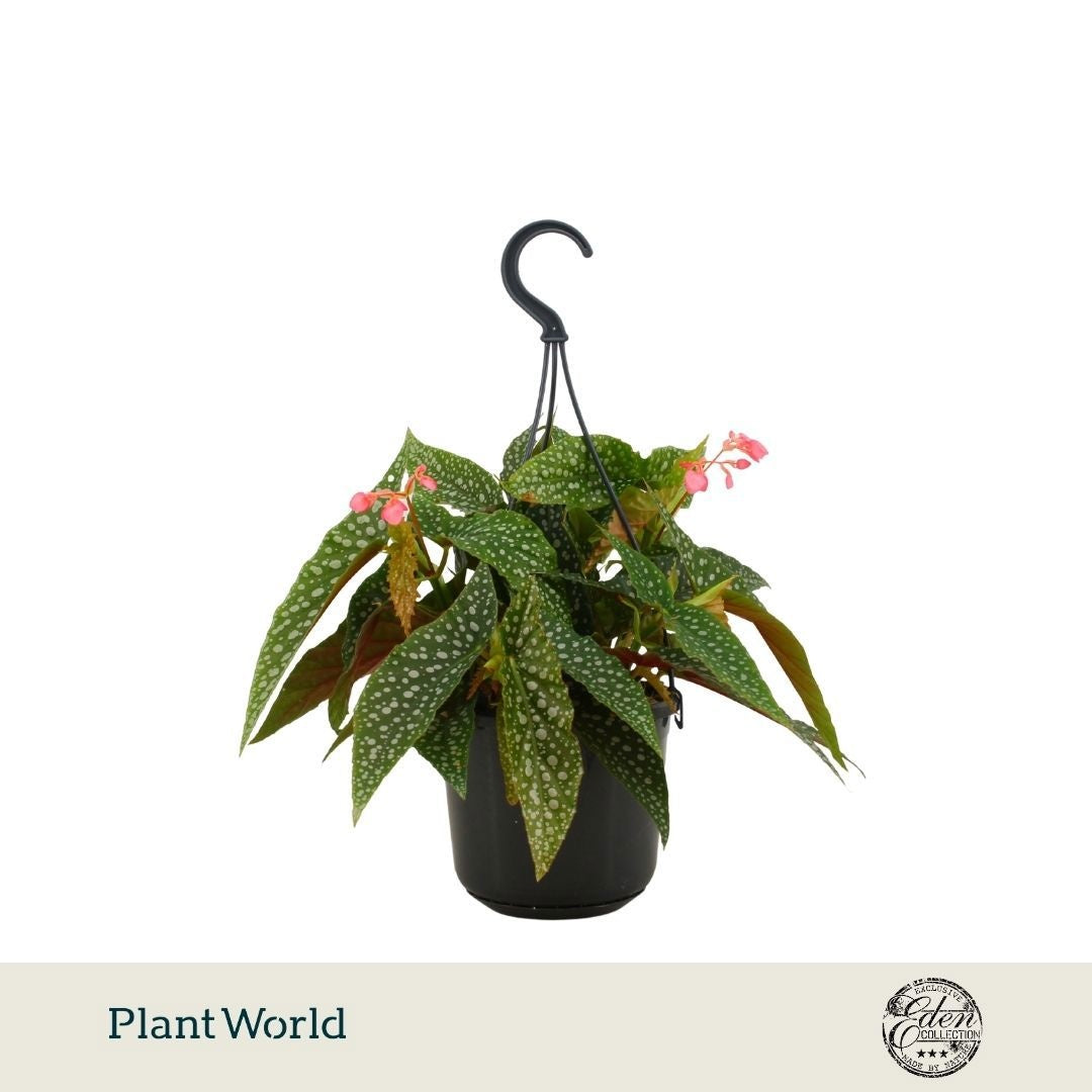 Plantworld Smit Kwekerij Begonia Double Dot Pack of 5