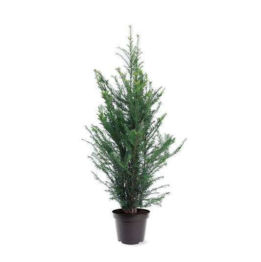Taxus baccata 100cm 26cm Pot