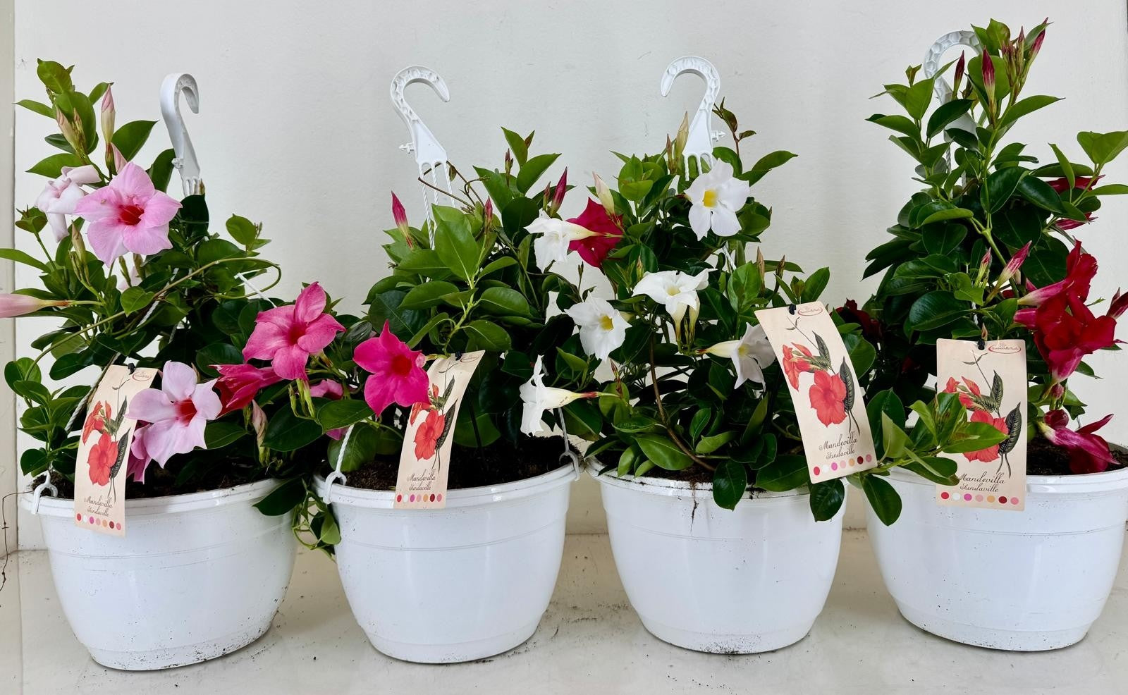 Mandevilla mix 25cm 27cm Pot