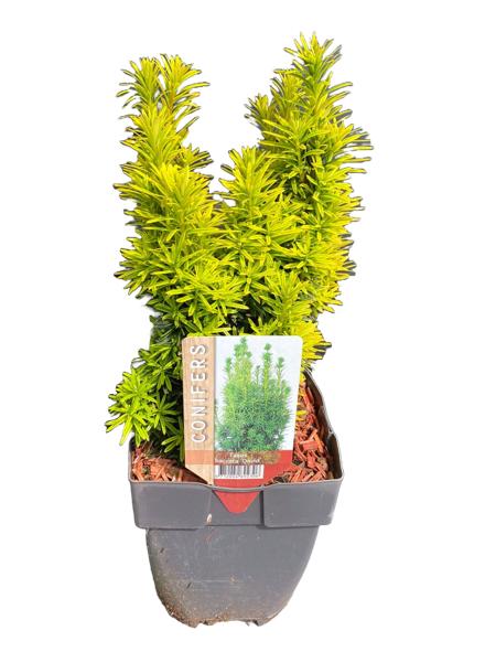 Taxus baccata David 60cm 17cm Pot