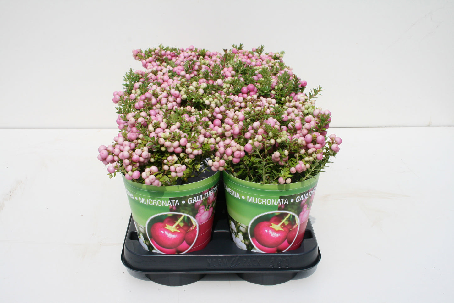 Windhorst & Zn, Firma W. Gaultheria mucr. pink Pack of 10