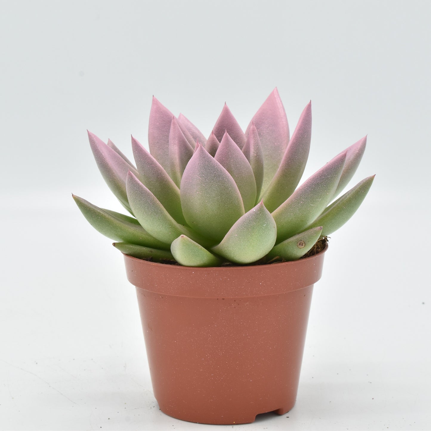 Echeveria colored pink 11cm Special Pot (508)