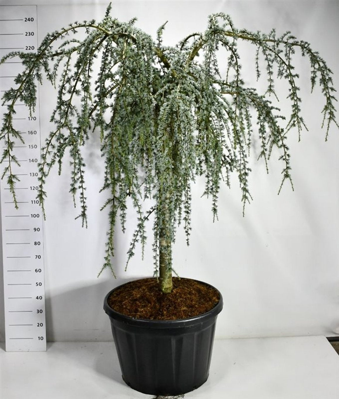Cedrus atl. Glauca Pendula 240cm 80cm Pot