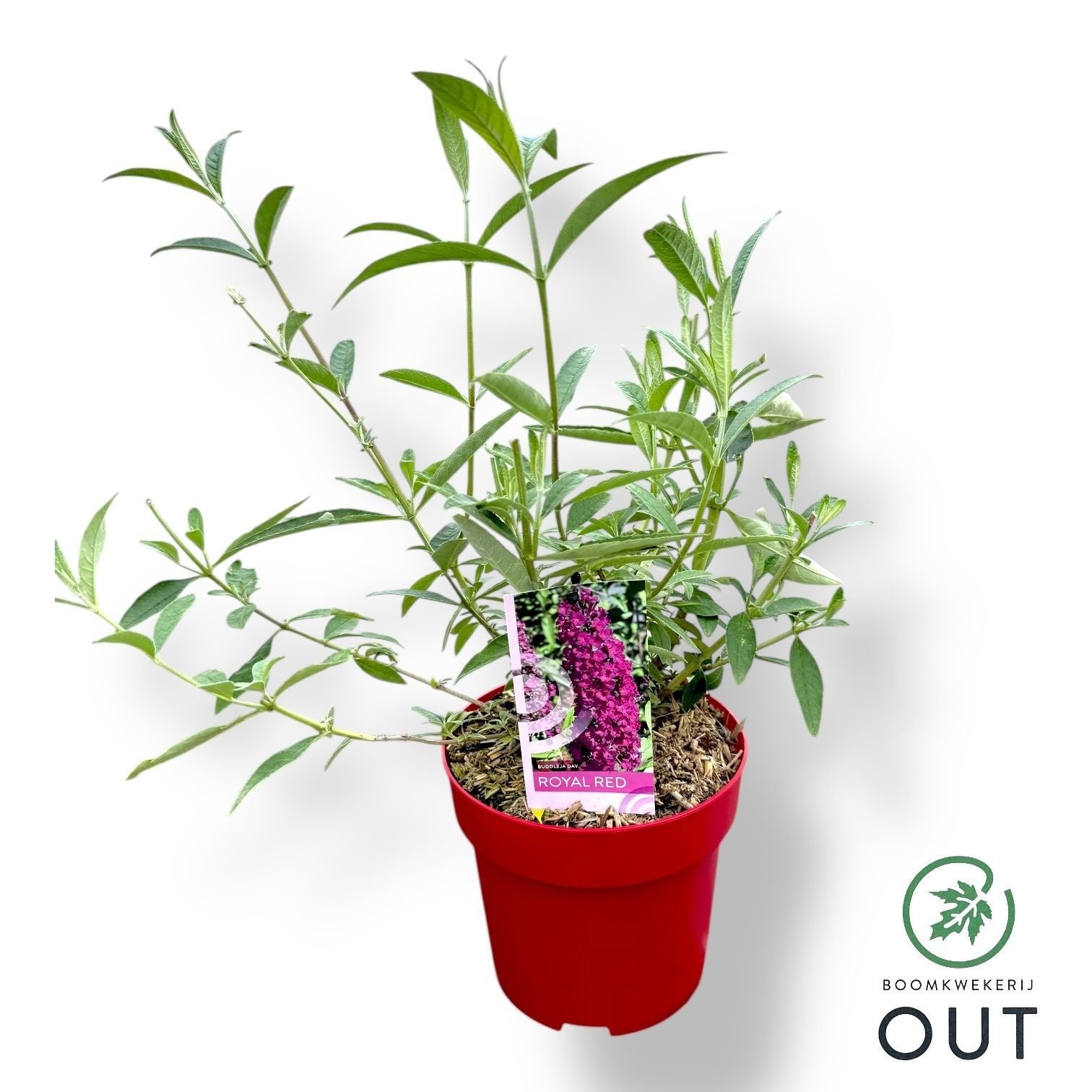 Buddleja davidii Royal Red 50cm 19cm Pot