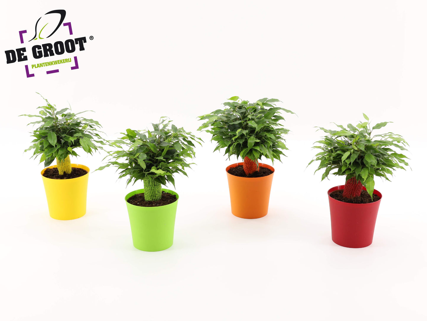Groot BV, Kwekery J. de Ficus benj. Green Kinky Pack of 8
