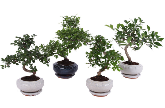 Bonsai mix 35cm 17cm Pot