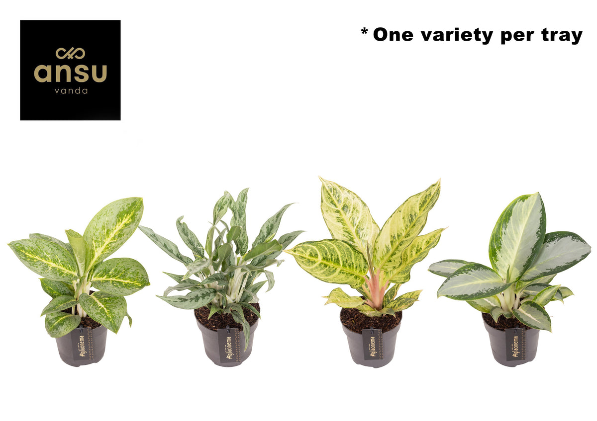 Aglaonema Hybrid 35cm 12cm Pot