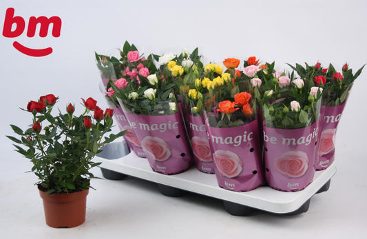 Rosa Beau Monde mix 25cm 10.5cm Pot