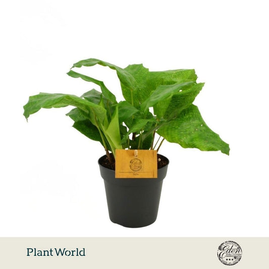 Calathea Hybrid 20cm 12cm Pot