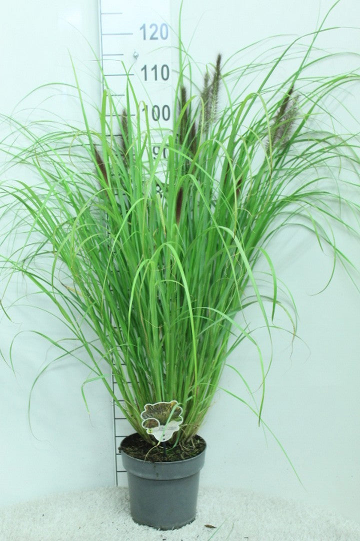 Pennisetum alopecuroides 120cm 23cm Pot