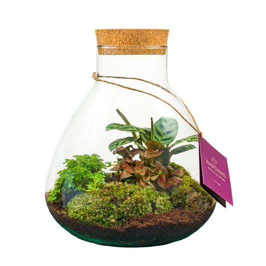 Wardians Wardians Terrarium - Erlenmeyer medium Pack of 1