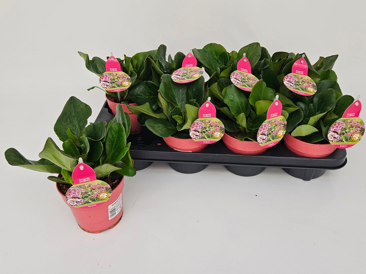 Bergenia cordifolia 30cm 13cm Pot