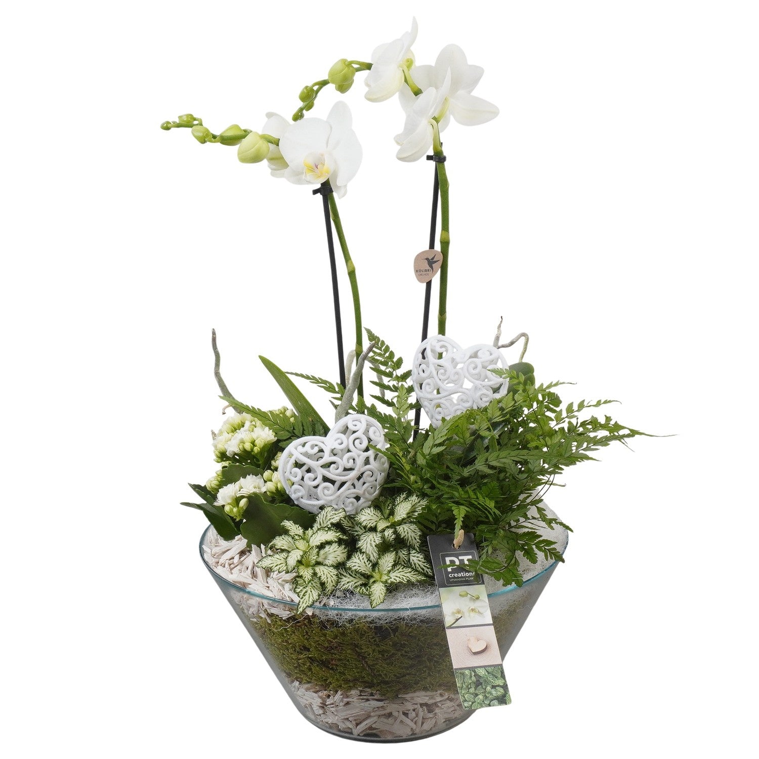 Indoor arrangement 43cm 25cm Pot
