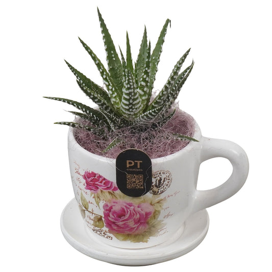 Indoor arrangement 13cm 8cm Pot