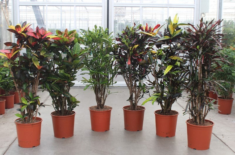 Codiaeum mix 140cm 30cm Pot