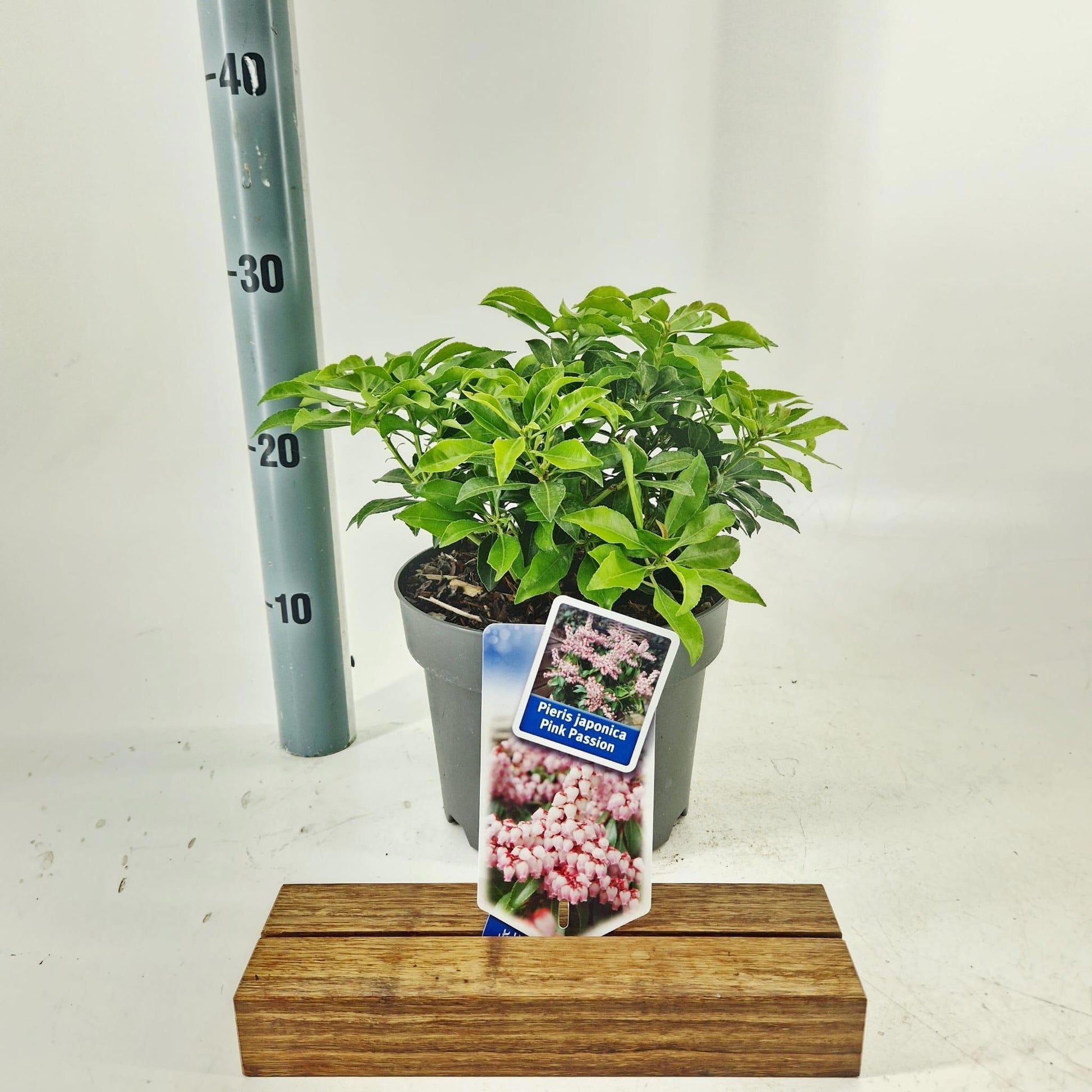 About Plants Zundert BV Pieris japonica Pink Passion Pack of 1