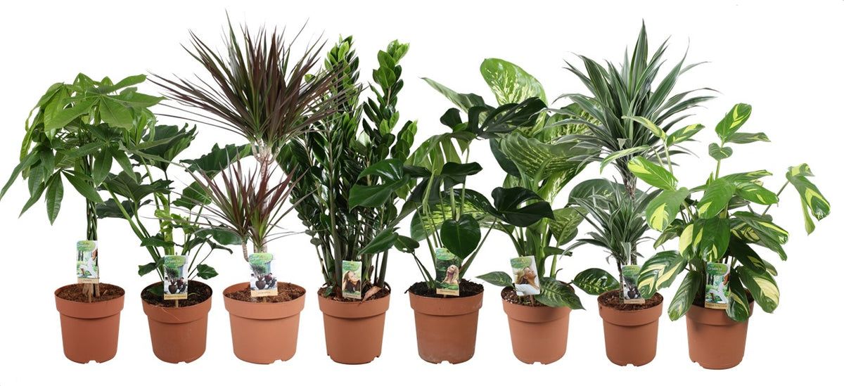 Foliage houseplants mix 70cm 21cm Pot