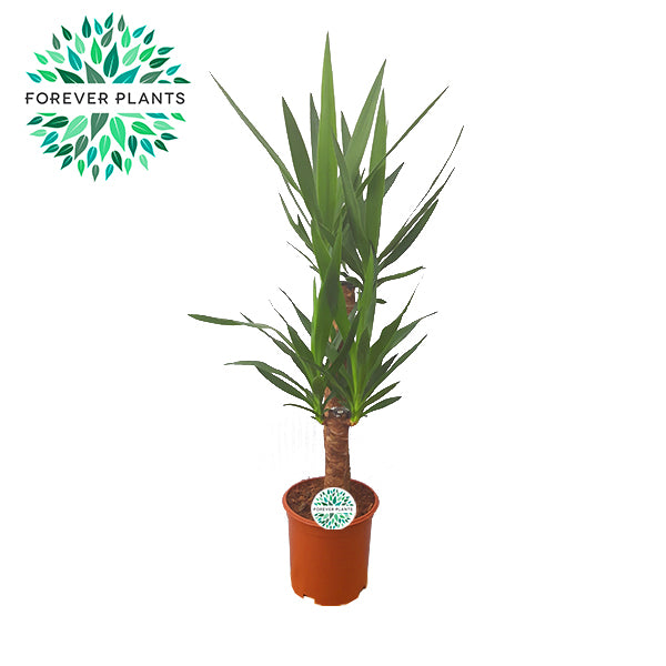 Yucca elephantipes 90cm 21cm Pot
