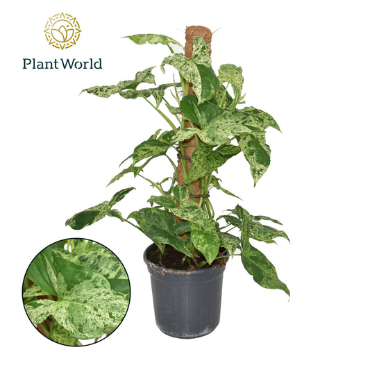 Syngonium podophyllum Mottled 60cm 16cm Pot