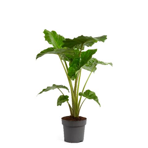 Alocasia Portodora 120cm 24cm Pot