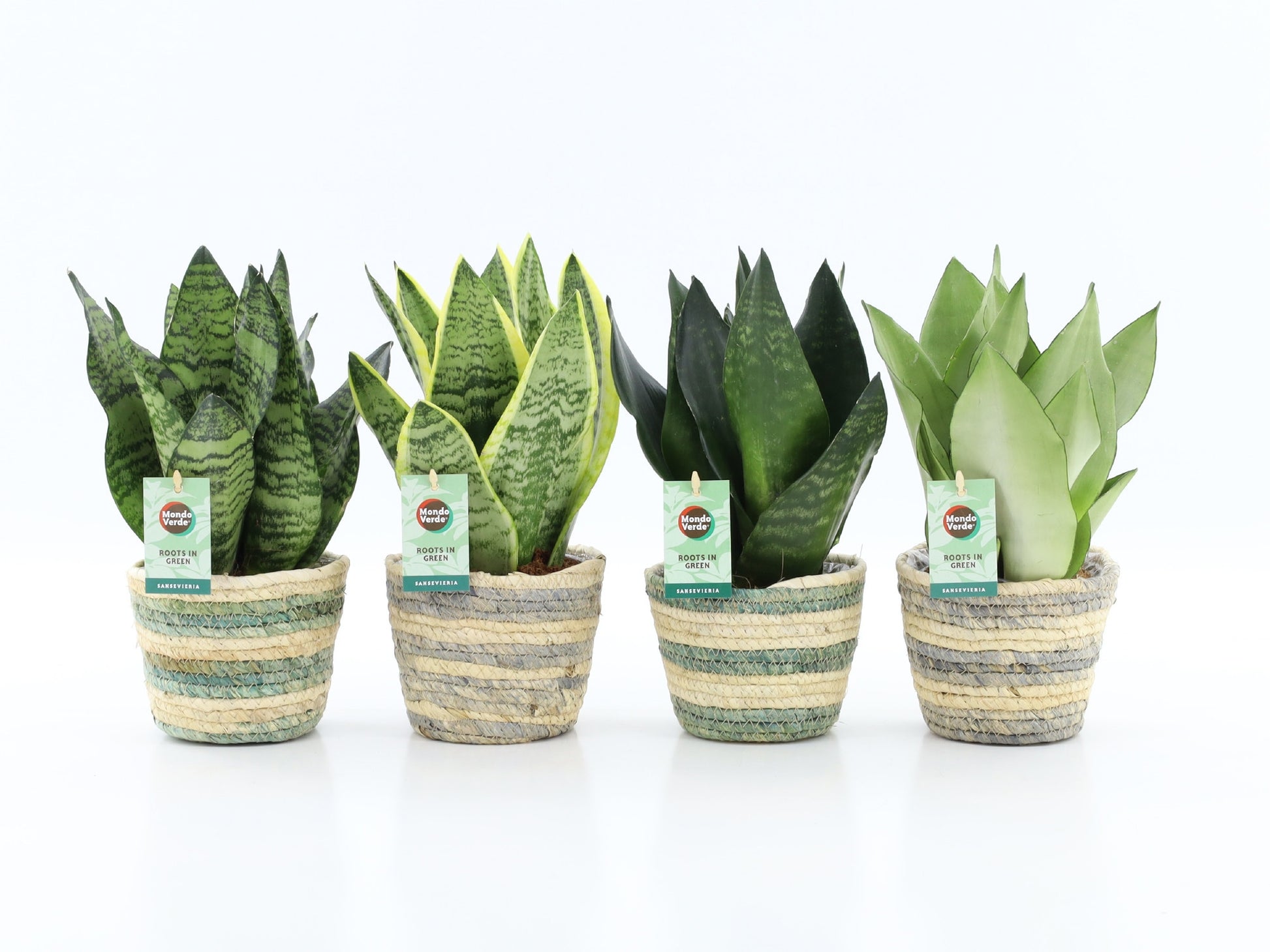 Sansevieria 35cm 14cm Pot