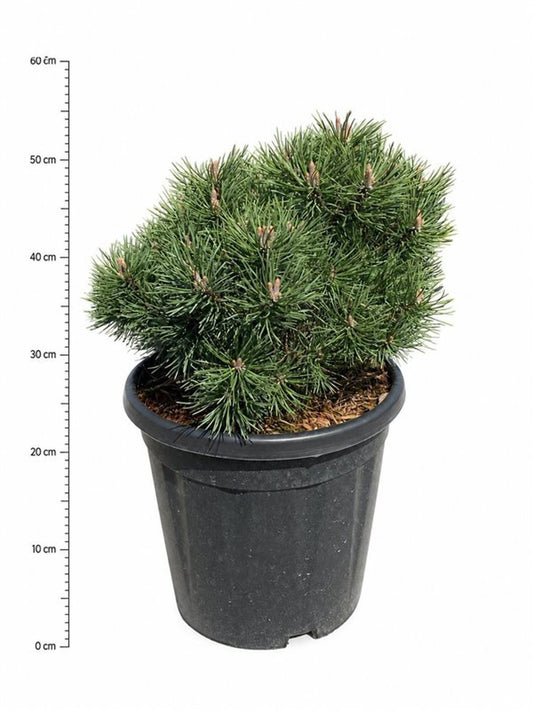 Pinus mugo Mops 60cm 32cm Pot