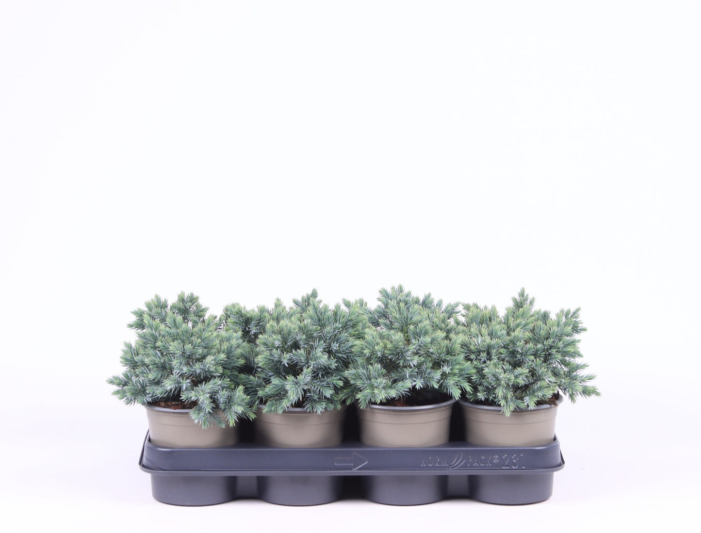 juniperus-blue-star-20cm-11cm-pot