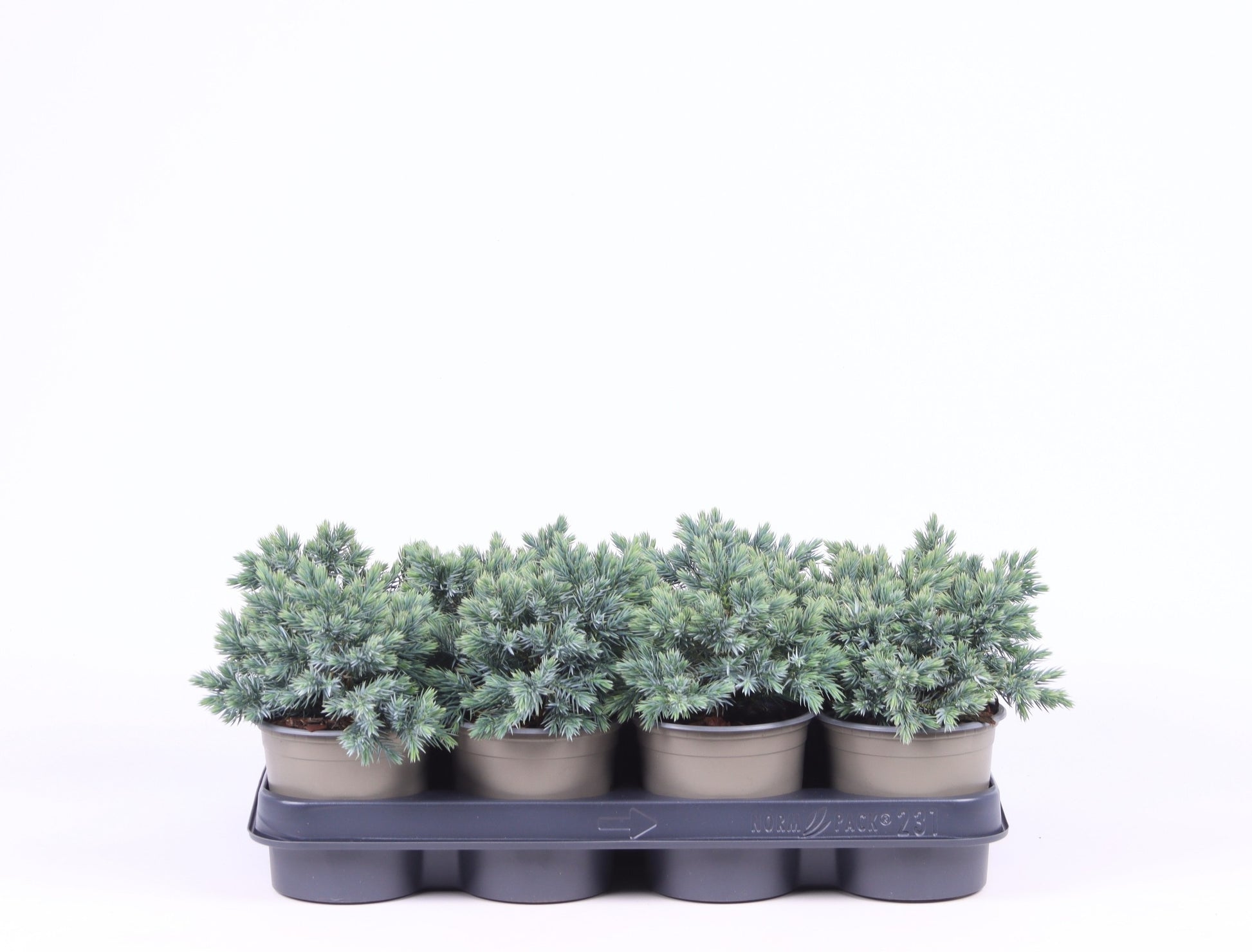 juniperus-blue-star-20cm-11cm-pot