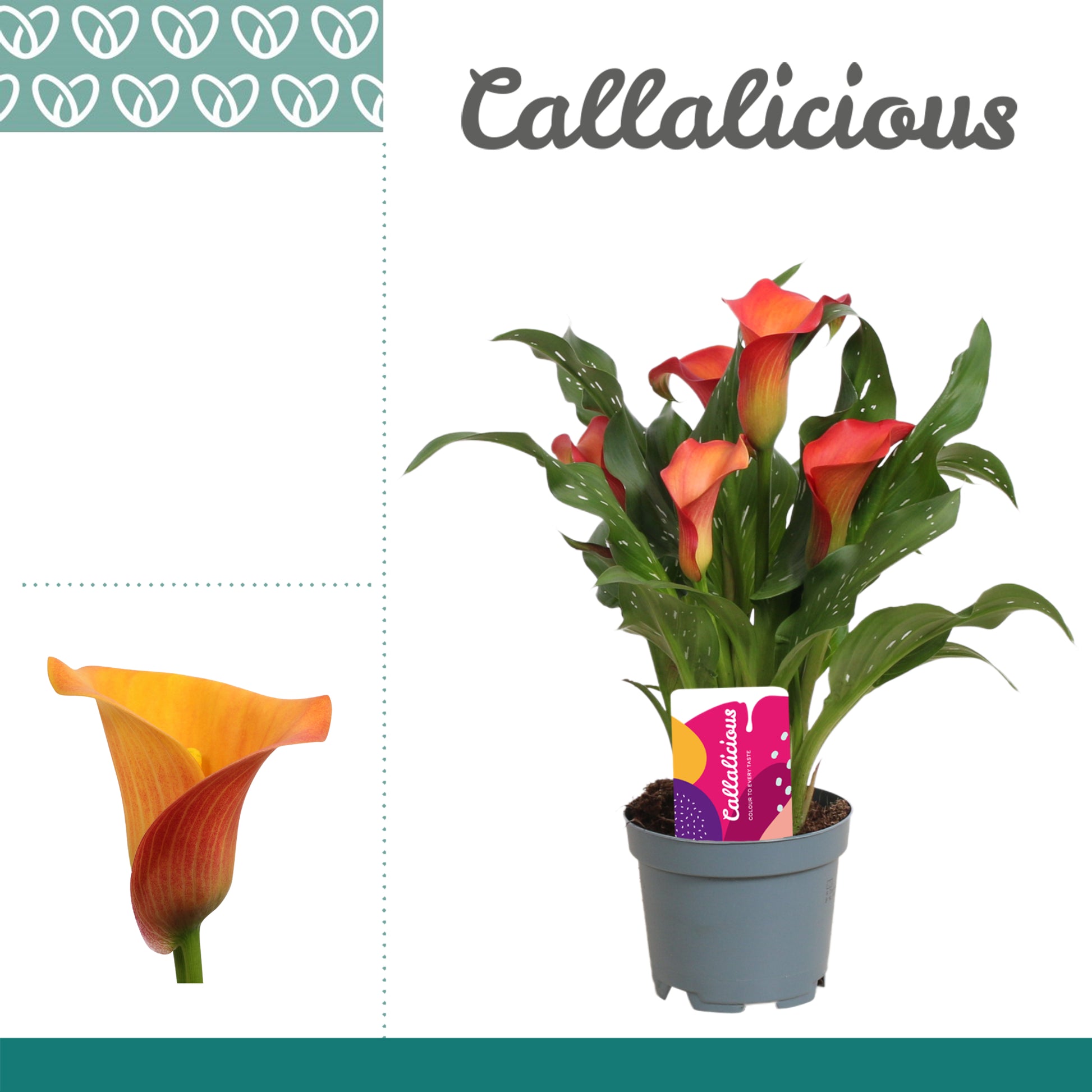 Zantedeschia Morning Sun 25cm 510cm Pot